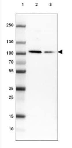 HMG-CoA Reductase/HMGCR Antibody (CL0259), Novus Biologicals:Antibodies:Primary