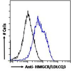 HMG-CoA Reductase/HMGCR Antibody, Novus Biologicals 0.1 mg; Unconjugated:Antibodies