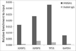 HMGA1 Rabbit anti-Human, Mouse, Rat, Clone: 5J0E6, Novus Biologicals 20 &mu;g | Buy Online | Bio-Techne | Fisher Scientific