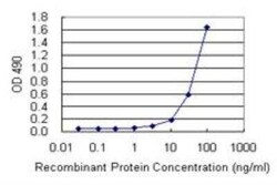 HMGB1/HMG-1 Antibody Pair, Novus Biologicals 1 Set | Buy Online | Novus Biologicals | Fisher Scientific