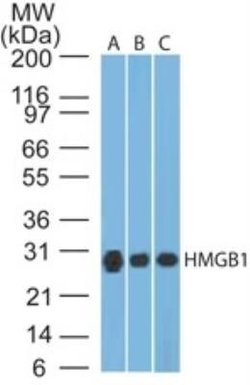HMGB1/HMG-1 Antibody (19N12A1) - Azide and BSA Free, Novus Biologicals