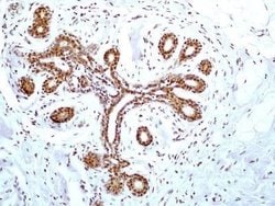 HMGB1/HMG-1 Antibody (19N15F4) - Azide and BSA Free, Novus Biologicals
