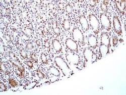 HMGB1/HMG-1 Antibody (19N15F4) - Azide and BSA Free, Novus Biologicals