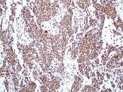 HMGB1/HMG-1 Antibody (19N15F4) - Azide and BSA Free, Novus Biologicals