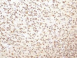 HMGB1/HMG-1 Antibody (19N15F4) - Azide and BSA Free, Novus Biologicals