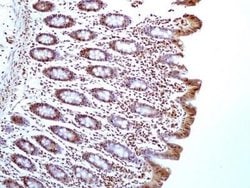 HMGB1/HMG-1 Antibody (19N15F4) - Azide and BSA Free, Novus Biologicals
