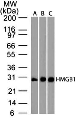HMGB1/HMG-1 Antibody (19N15F4) - Azide and BSA Free, Novus Biologicals