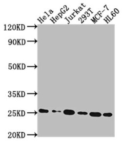 HMGB1/HMG-1 Antibody (1A1), Novus Biologicals 100 &mu;g | Buy Online | Novus Biologicals | Fisher Scientific