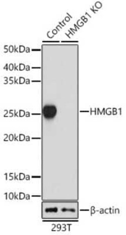 HMGB1/HMG-1 Rabbit anti-Human, Mouse, Rat, Clone: 1C4T5, Novus Biologicals