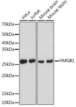 HMGB1/HMG-1 Rabbit anti-Human, Mouse, Rat, Clone: 1C4T5, Novus Biologicals