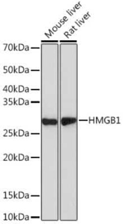 HMGB1/HMG-1 Rabbit anti-Human, Mouse, Rat, Clone: 1C4T5, Novus Biologicals