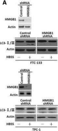 HMGB1/HMG-1 Antibody (2F6), Novus Biologicals 0.1 mg | Buy Online | Novus Biologicals | Fisher Scientific