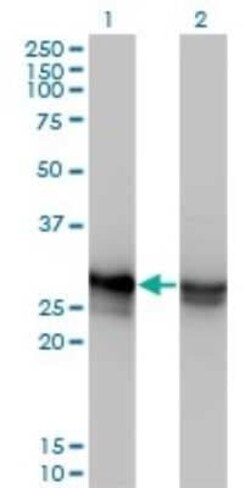 HMGB1/HMG-1 Antibody (2F6), Novus Biologicals 0.1 mg | Buy Online | Novus Biologicals | Fisher Scientific