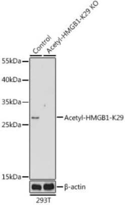 HMGB1/HMG-1 Rabbit anti-Human, Mouse, Rat, Polyclonal, Novus Biologicals