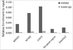 HMGB2 Rabbit anti-Human, Mouse, Rat, Clone: 8P10V5, Novus Biologicals 100 &mu;g | Buy Online | Novus Biologicals | Fisher Scientific
