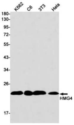 HMGB3/HMG4 Rabbit anti-Human, Mouse, Rat, Clone: S01-9C9, Novus Biologicals:Antibodies:Primary