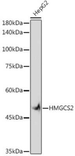 HMGCS2 Rabbit anti-Human, Mouse, Rat, Clone: 5T5T3, Novus Biologicals:Antibodies:Primary
