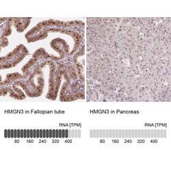 HMGN3/TRIP7 Antibody, Novus Biologicals:Antibodies:Primary Antibodies