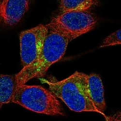 HMP19 Antibody, Novus Biologicals 25 &mu;L, Unconjugated:Antibodies, Polyclonal