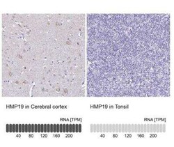 HMP19 Antibody, Novus Biologicals 25 &mu;L, Unconjugated:Antibodies, Polyclonal