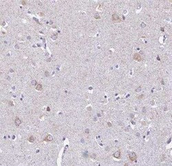 HMP19 Antibody, Novus Biologicals 25 &mu;L, Unconjugated:Antibodies, Polyclonal