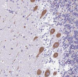 HMP19 Antibody, Novus Biologicals 25 &mu;L, Unconjugated:Antibodies, Polyclonal