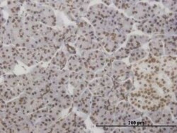 HMX2 Antibody (1B10), Novus Biologicals 100 &mu;g | Buy Online | Novus Biologicals | Fisher Scientific