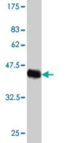 HN1 Antibody (2C8), Novus Biologicals 0.1 mg | Buy Online | Novus Biologicals | Fisher Scientific