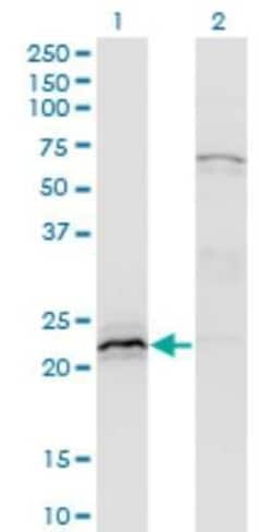 HN1 Antibody (3G6), Novus Biologicals 0.1 mg | Buy Online | Novus Biologicals | Fisher Scientific