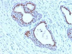 HNF-3 alpha/FoxA1 Antibody (FOXA1/2230R) - Azide and BSA Free, Novus Biologicals