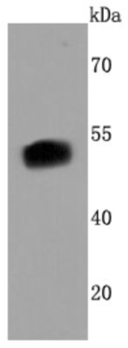 HNF-3beta/FoxA2 Rabbit anti-Human, Clone: JM10-64, Novus Biologicals 100&mu;L:Antibodies,