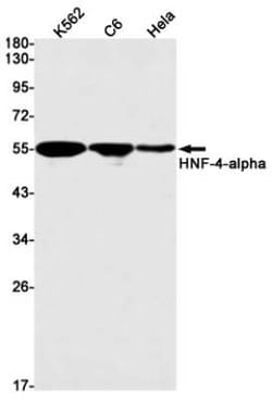 HNF-4 alpha/NR2A1 Rabbit anti-Human, Mouse, Rat, Clone: S01-7D7, Novus