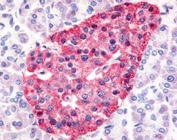 HNF-4 gamma/NR2A2 Antibody - BSA Free, Novus Biologicals 0.05 mL | Buy Online | Novus Biologicals | Fisher Scientific