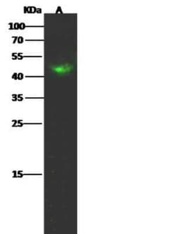 HNF-4 gamma/NR2A2 Antibody, Novus Biologicals:Antibodies:Primary Antibodies