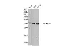 HNRNPA0 Antibody, Novus Biologicals 100 &mu;g | Buy Online | Bio-Techne | Fisher Scientific