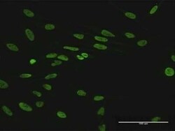 HNRNPUL1 Antibody, Novus Biologicals 0.05 mg | Buy Online | Novus Biologicals | Fisher Scientific