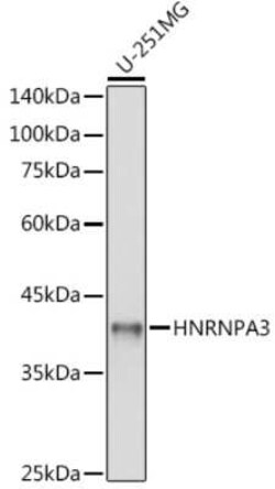 HNRPA3 Rabbit anti-Human, Mouse, Rat, Polyclonal, Novus Biologicals 100 &mu;g | Buy Online | Novus Biologicals | Fisher Scientific