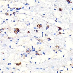 HO-1/HMOX1/HSP32 Rabbit anti-Human, Mouse, Rat, Clone: 3L2U4, Novus Biologicals