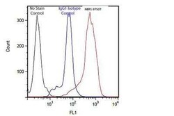 HO-1/HMOX1/HSP32 Antibody (HO-1-1), Novus Biologicals:Antibodies:Primary