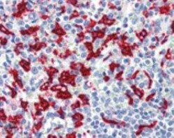 HO-1/HMOX1/HSP32 Antibody (HO-1-1), Novus Biologicals:Antibodies:Primary