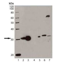HO-1/HMOX1/HSP32 Antibody (HO-1-1), Novus Biologicals:Antibodies:Primary