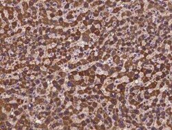 HOGA1 Antibody, Novus Biologicals 100 &mu;g; Unconjugated:Antibodies, Polyclonal