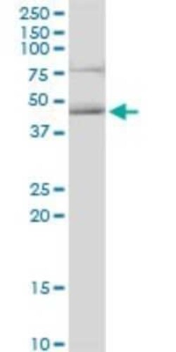 HOMER3 Antibody, Novus Biologicals 50 &mu;g | Buy Online | Novus Biologicals | Fisher Scientific