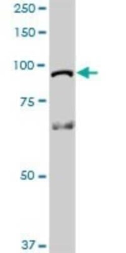 HOOK1 Antibody, Novus Biologicals 0.1 mg | Buy Online | Novus Biologicals | Fisher Scientific