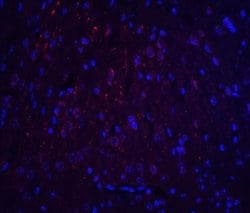 HOOK3 Antibody - BSA Free, Novus Biologicals 0.1 mg; Unconjugated:Antibodies,