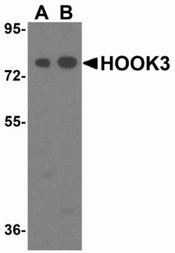 HOOK3 Antibody - BSA Free, Novus Biologicals 0.1 mg; Unconjugated:Antibodies,