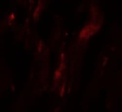 HOP Antibody - BSA Free, Novus Biologicals 0.1 mg; Unconjugated:Antibodies,