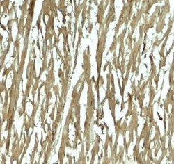 HOP Antibody - BSA Free, Novus Biologicals 0.1 mg; Unconjugated:Antibodies,
