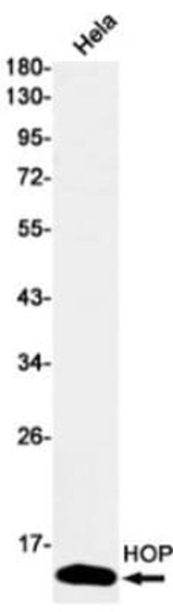 HOP Antibody (S06-4F8), Novus Biologicals 100 &mu;g; Unconjugated:Antibodies,