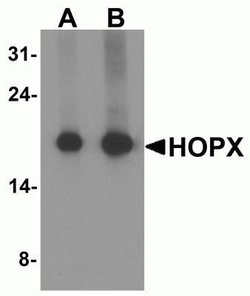 HOP Antibody - BSA Free, Novus Biologicals 0.1 mg; Unconjugated:Antibodies,